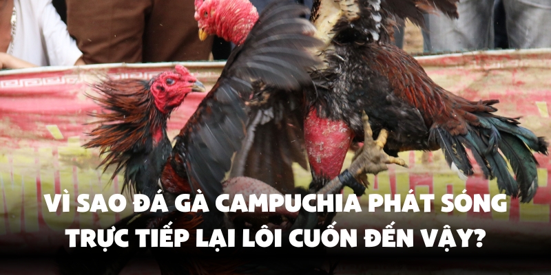 Lý do đá gà Campuchia trực tiếp Ev88 thu hút các sư kê