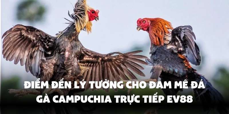 Nhà cái Ev88 cung cấp dịch vụ đá gà trực tiếp