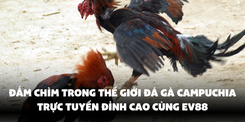Trải nghiệm đỉnh cao cùng thế giới đá gà 