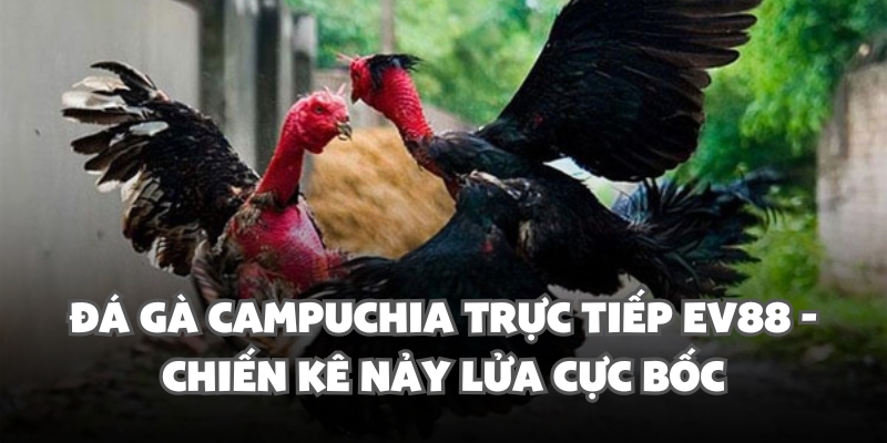 Đá Gà Campuchia Trực Tiếp Ev88 - Chiến Kê Nảy Lửa Cực Bốc 1 da ga campuchia truc tiep ev88