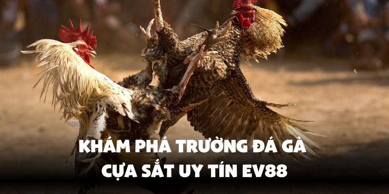 Tìm hiểu đá gà cựa sắt Ev88