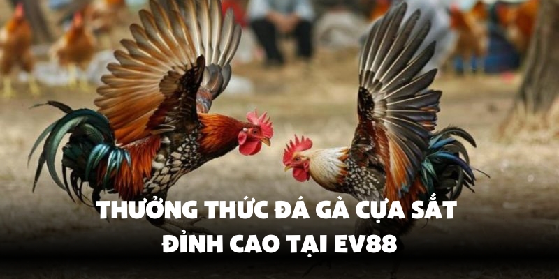 Các giải đấu đá gà cựa sắt đỉnh cao
