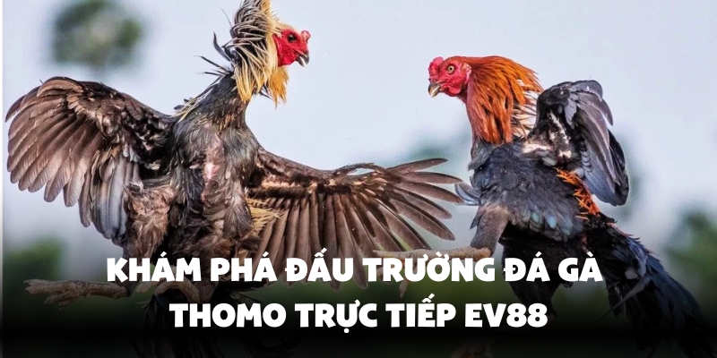 Tìm hiểu trường gà Thomo EV88