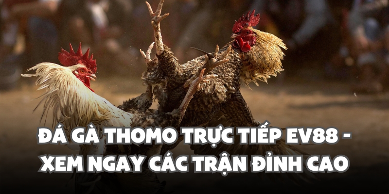 Đá Gà Thomo Trực Tiếp Ev88 - Xem Ngay Các Trận Đỉnh Cao 1 da ga thomo truc tiep ev88