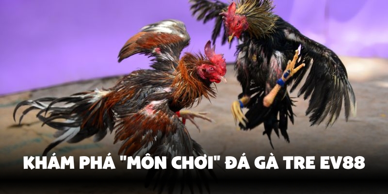 Tìm hiểu đá gà tre Ev88
