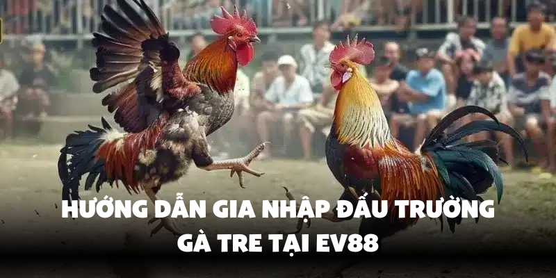 Tham gia đấu trường gà trực tiếp