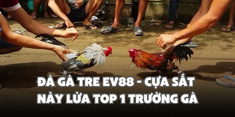 Đá Gà Tre Ev88 - Cựa Sắt Nảy Lửa Top 1 Trường Gà 1 da ga tre ev88